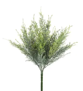 Frosted Cedar Bush