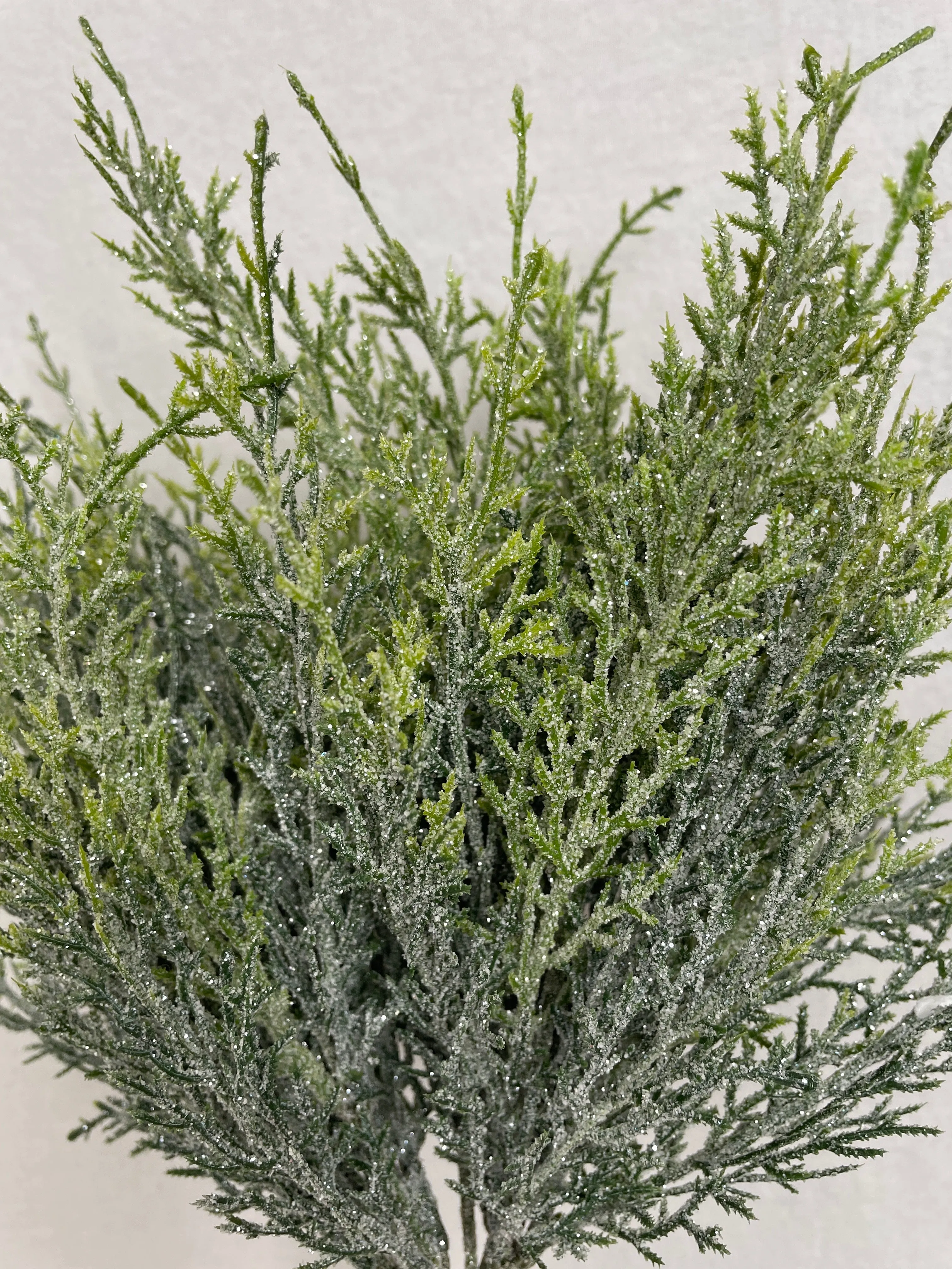 Frosted Cedar Bush