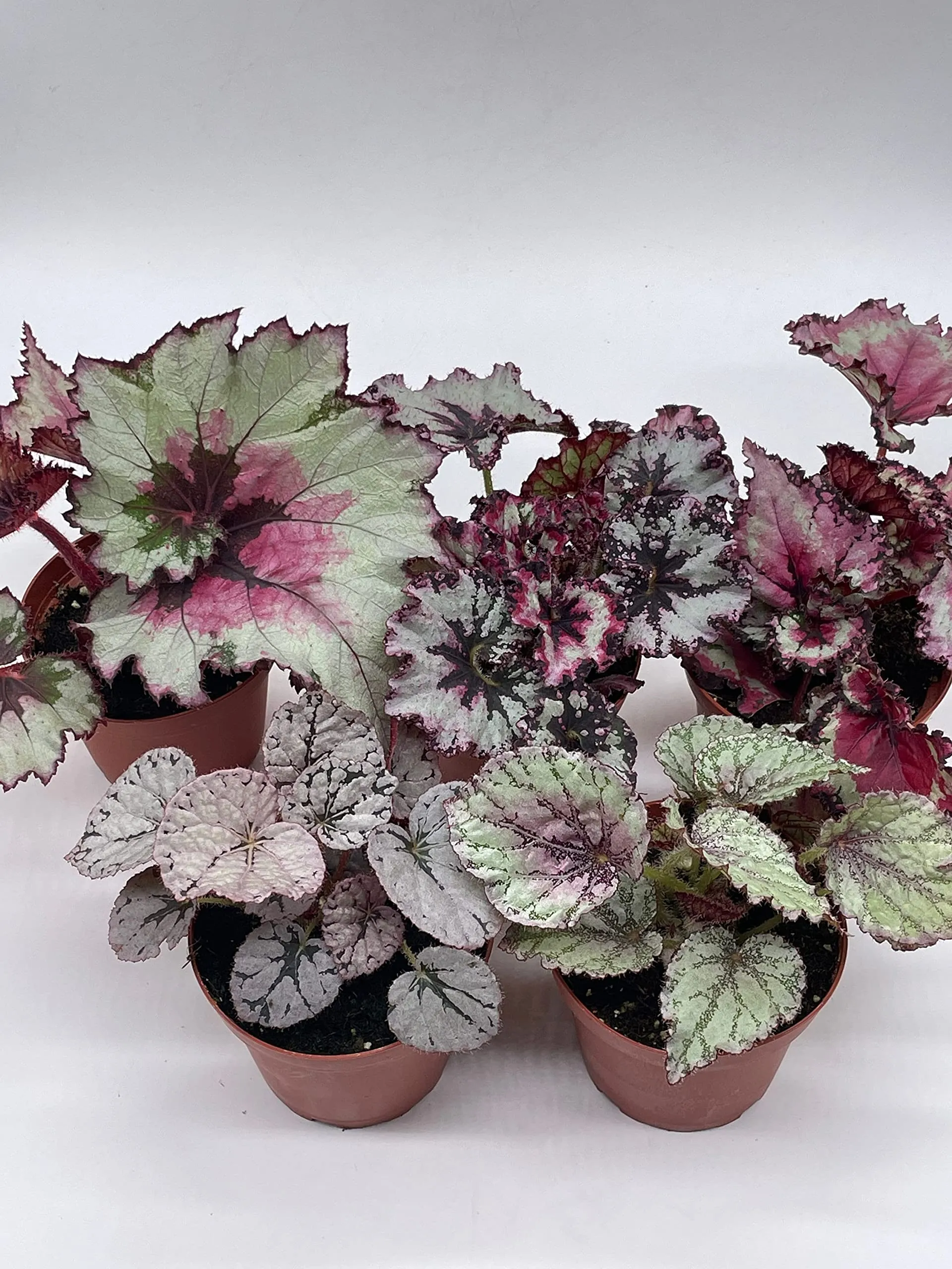 Harmony's Begonia Rex Assortment, Cold Pastel Winter, 4 inch, Set of 5, Painted-Leaf Begonia, Unique Homegrown Exclusive, Variegated