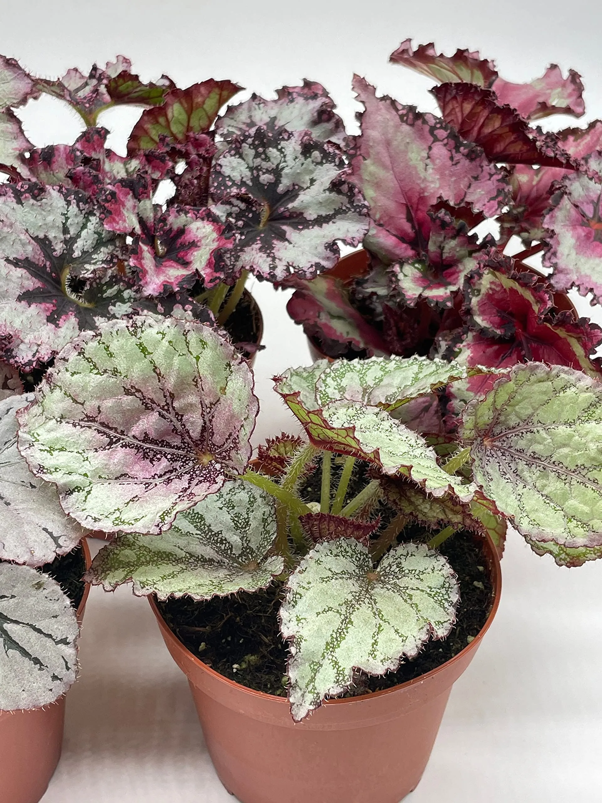Harmony's Begonia Rex Assortment, Cold Pastel Winter, 4 inch, Set of 5, Painted-Leaf Begonia, Unique Homegrown Exclusive, Variegated