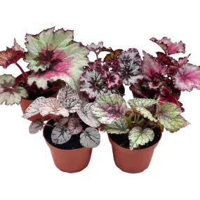 Harmony's Begonia Rex Assortment, Cold Pastel Winter, 4 inch, Set of 5, Painted-Leaf Begonia, Unique Homegrown Exclusive, Variegated