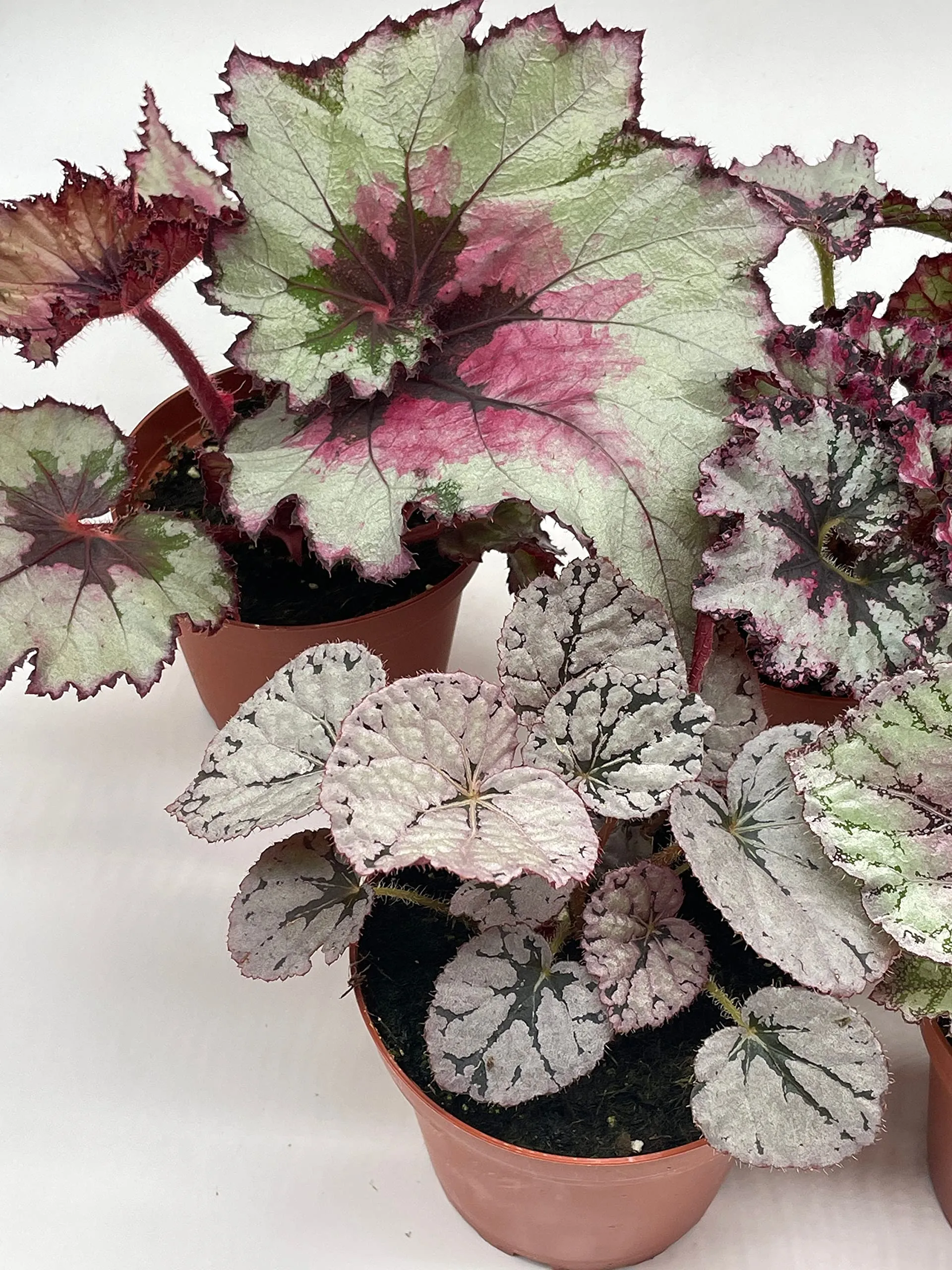 Harmony's Begonia Rex Assortment, Cold Pastel Winter, 4 inch, Set of 5, Painted-Leaf Begonia, Unique Homegrown Exclusive, Variegated