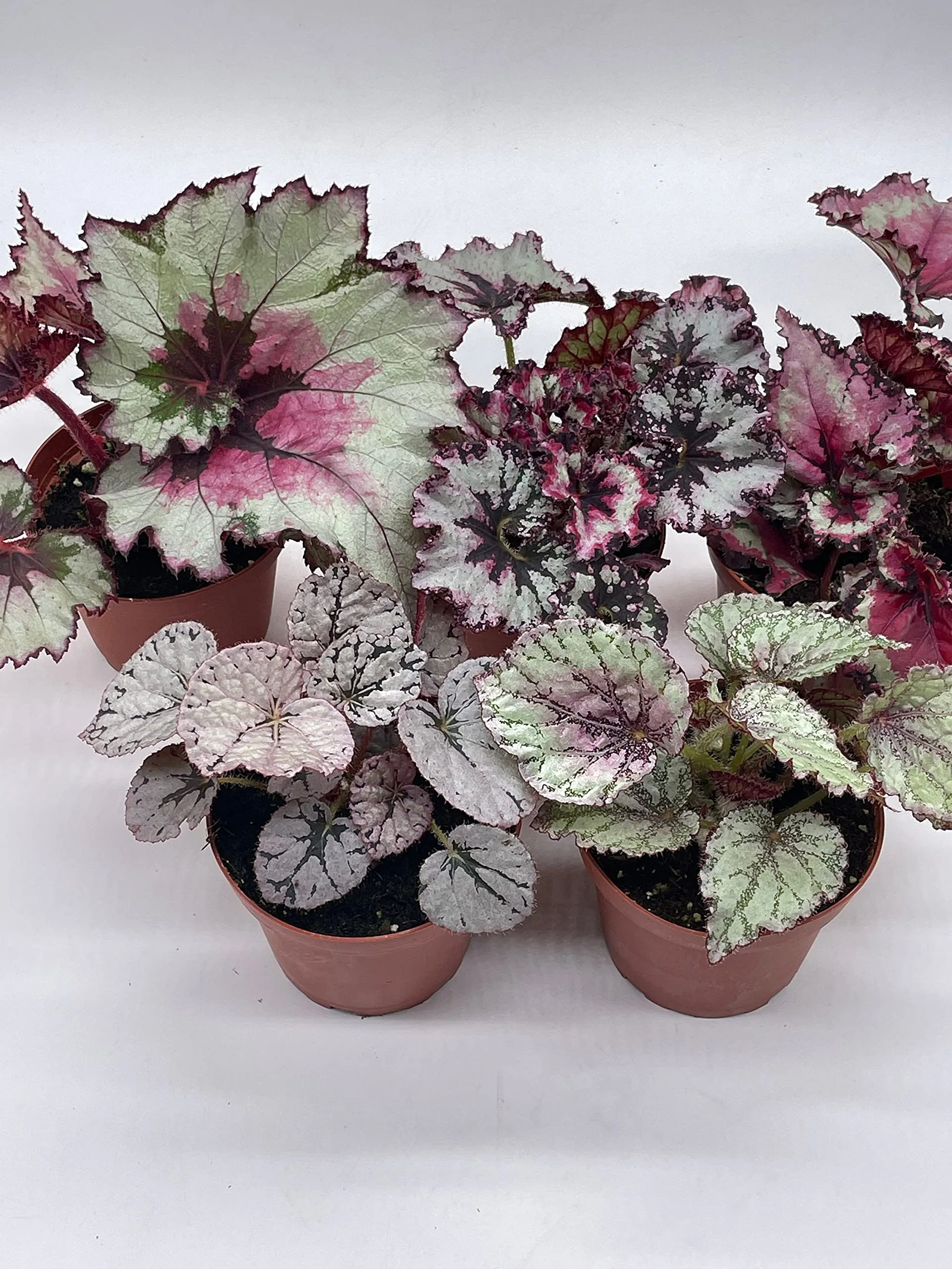 Harmony's Begonia Rex Assortment, Cold Pastel Winter, 4 inch, Set of 5, Painted-Leaf Begonia, Unique Homegrown Exclusive, Variegated