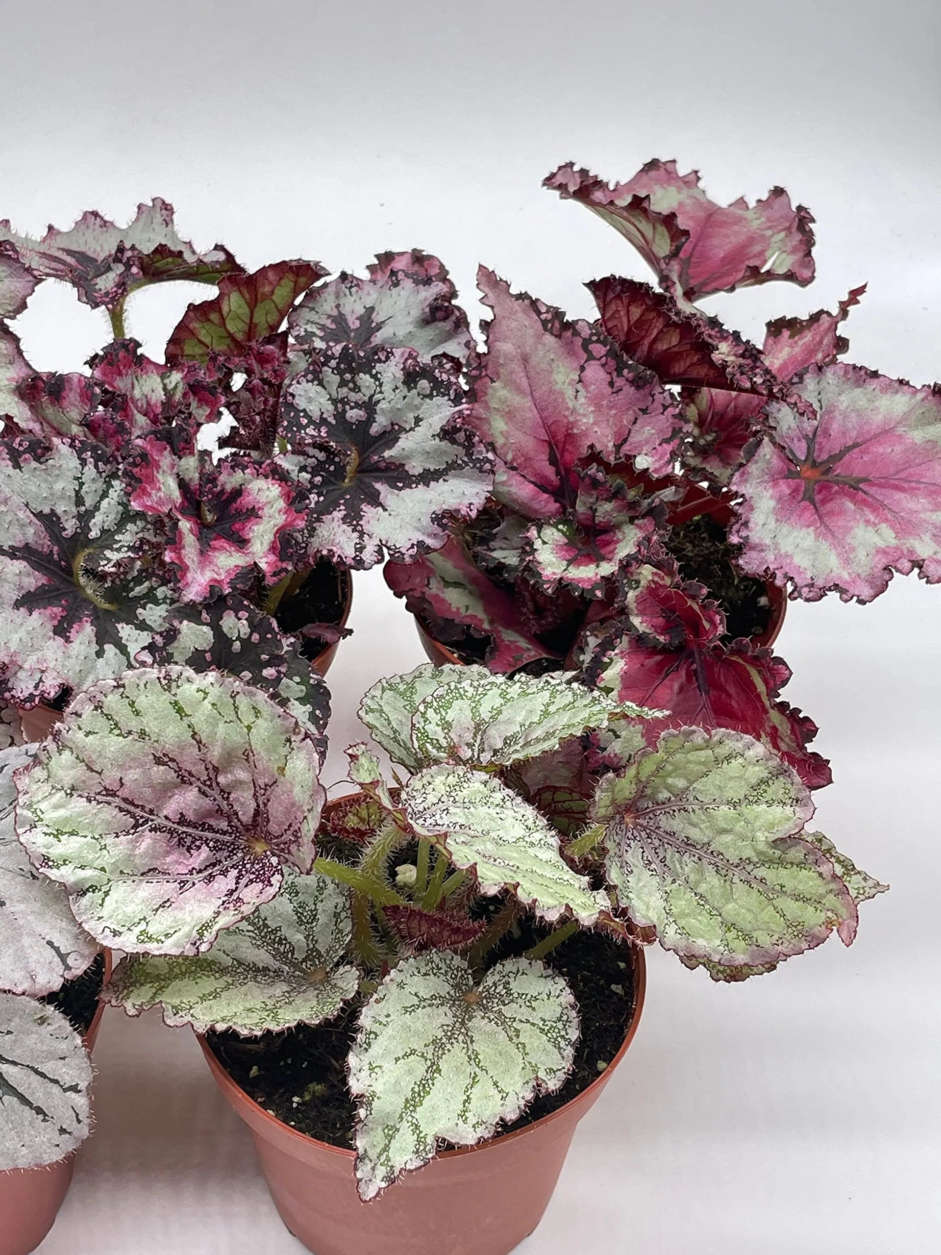 Harmony's Begonia Rex Assortment, Cold Pastel Winter, 4 inch, Set of 5, Painted-Leaf Begonia, Unique Homegrown Exclusive, Variegated