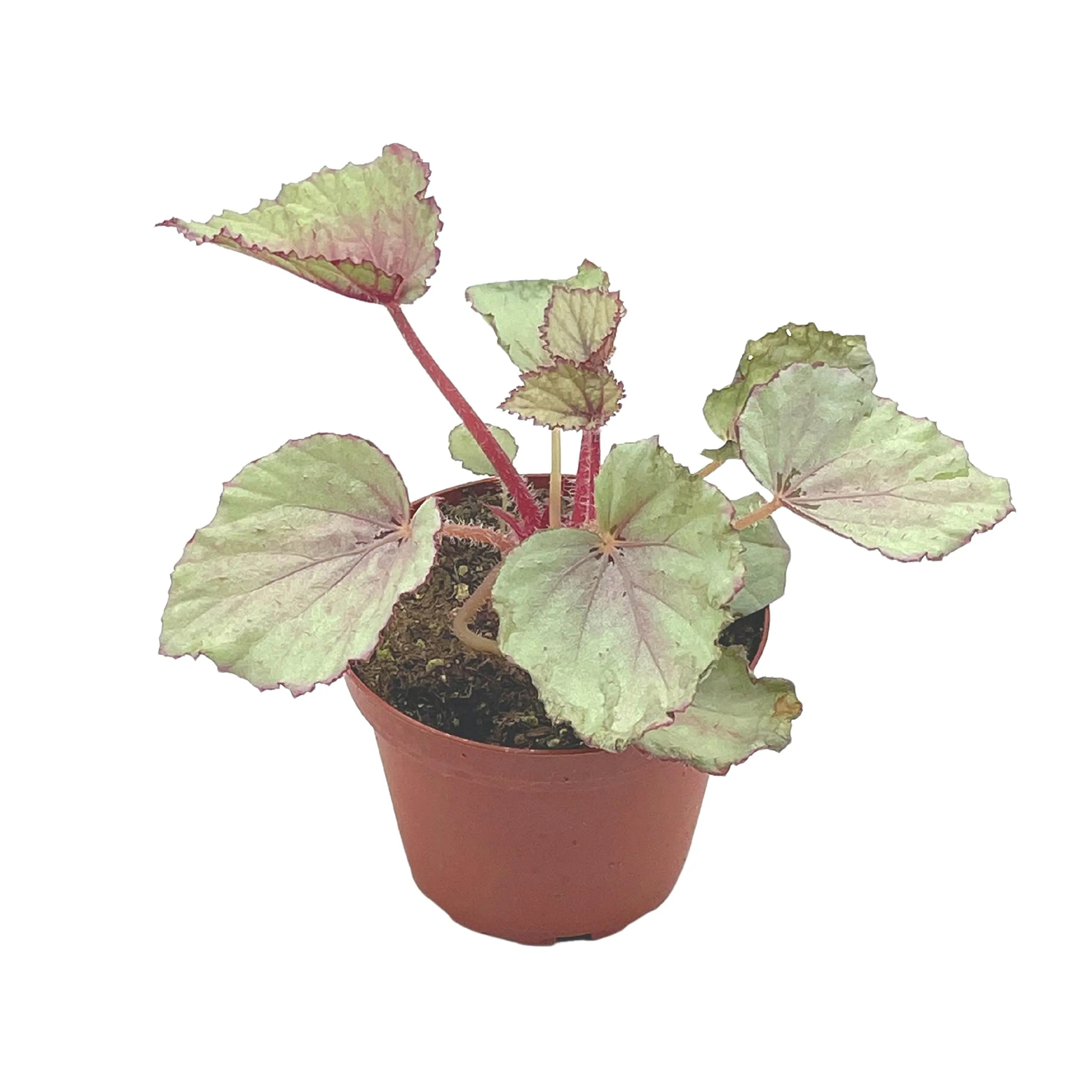 Harmony's Pink Satin Begonia Rex, 4 inch Painted-Leaf Winter Cold Begonia, Unique Homegrown Exclusive, Variegated