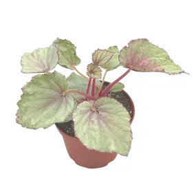 Harmony's Pink Satin Begonia Rex, 4 inch Painted-Leaf Winter Cold Begonia, Unique Homegrown Exclusive, Variegated