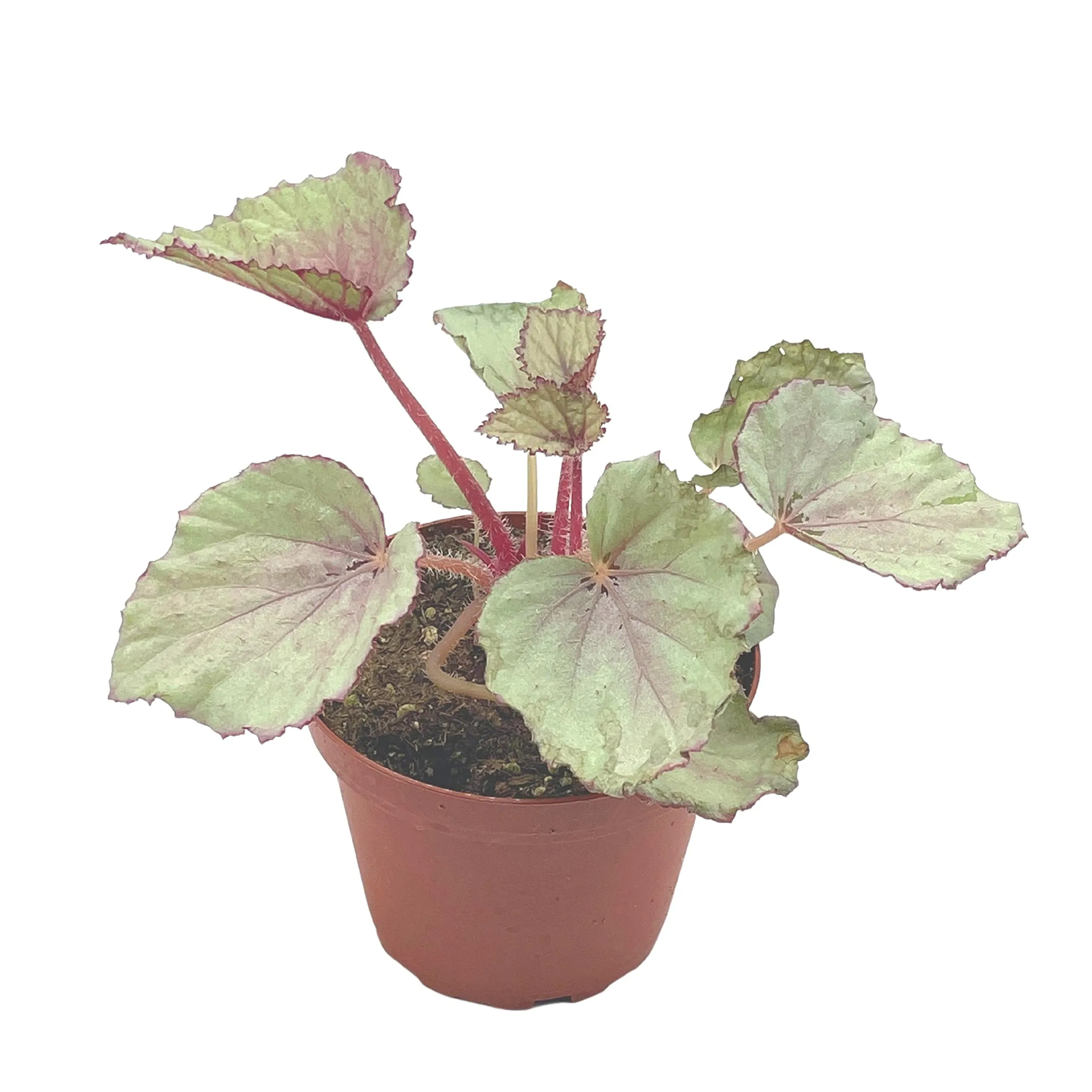 Harmony's Pink Satin Begonia Rex, 4 inch Painted-Leaf Winter Cold Begonia, Unique Homegrown Exclusive, Variegated