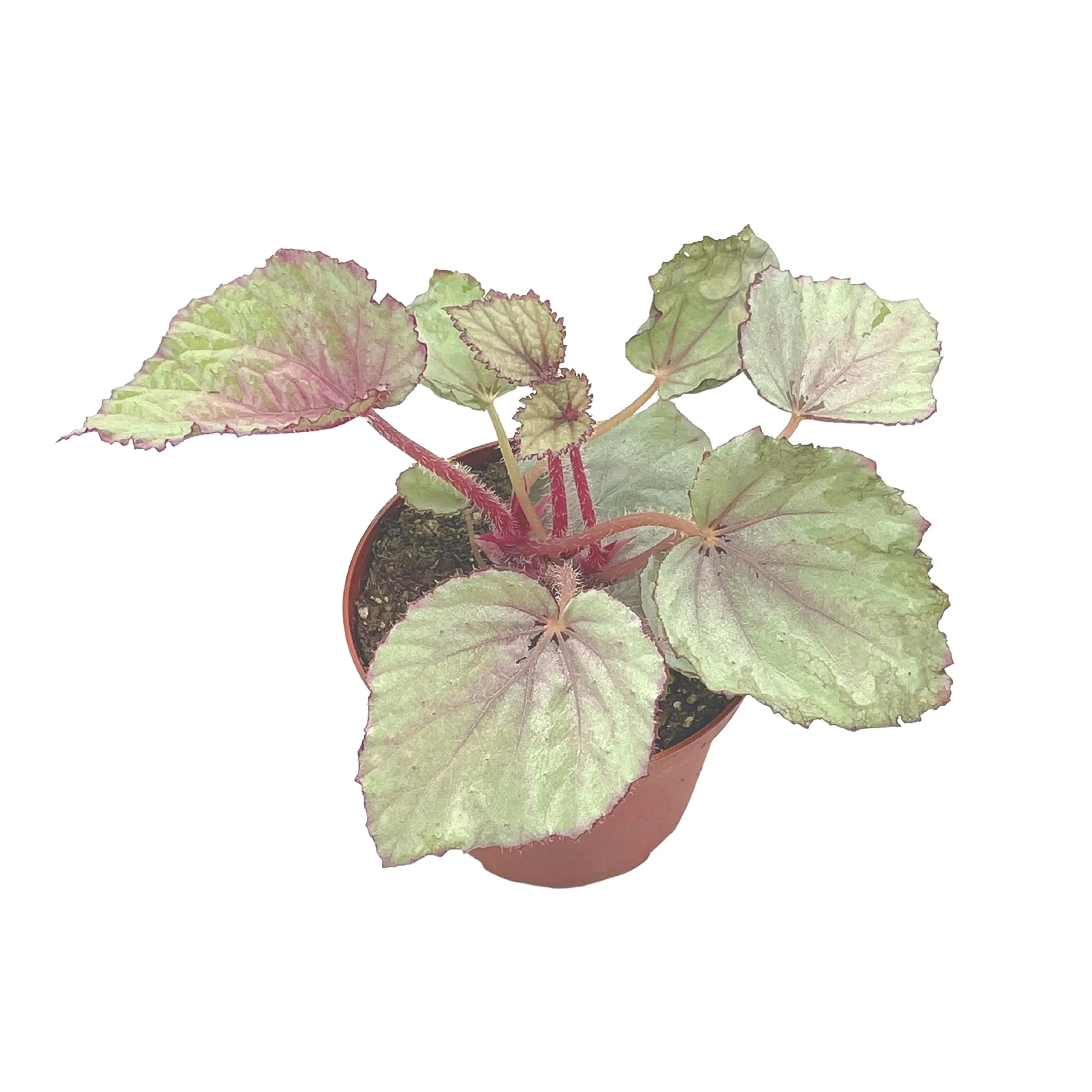 Harmony's Pink Satin Begonia Rex, 4 inch Painted-Leaf Winter Cold Begonia, Unique Homegrown Exclusive, Variegated