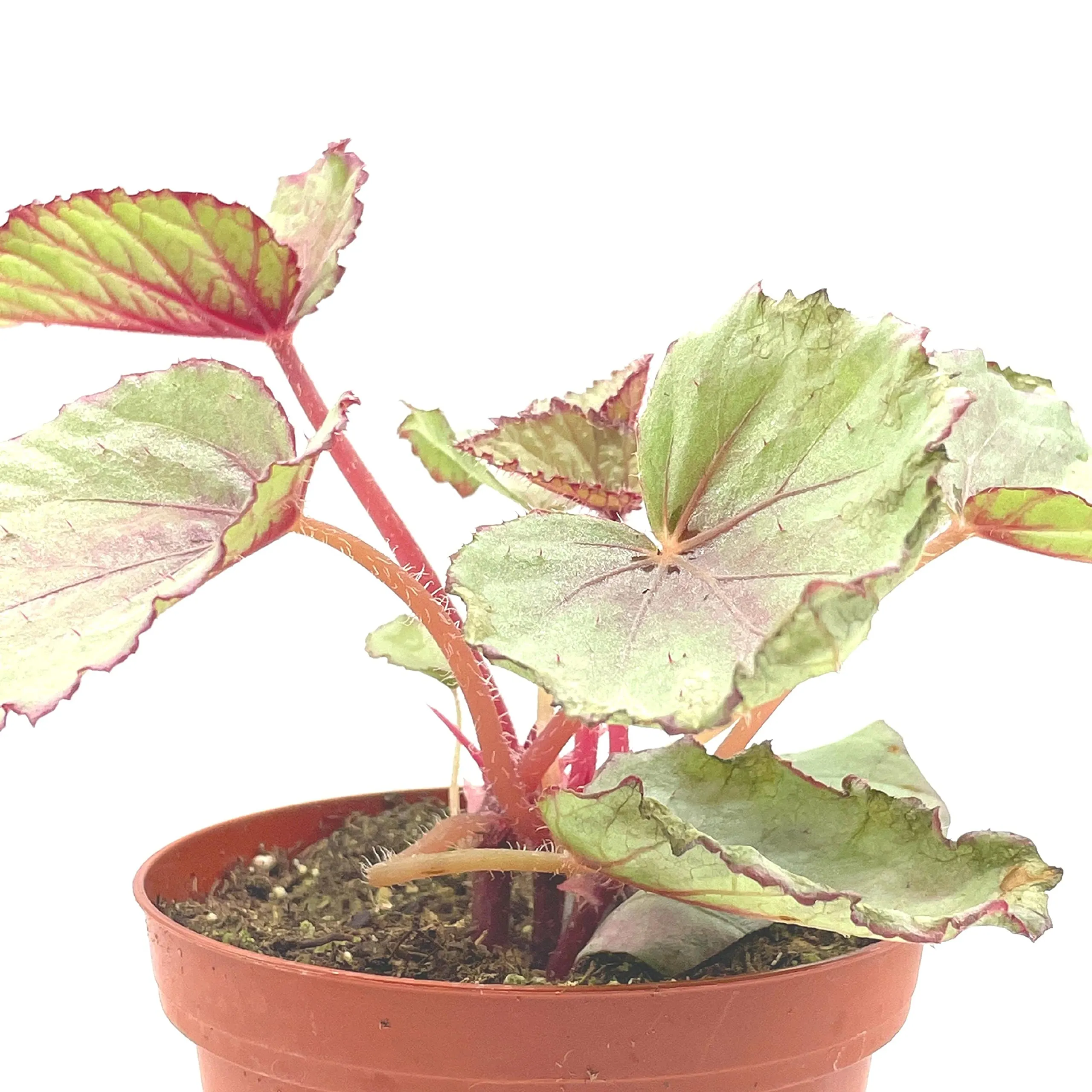 Harmony's Pink Satin Begonia Rex, 4 inch Painted-Leaf Winter Cold Begonia, Unique Homegrown Exclusive, Variegated