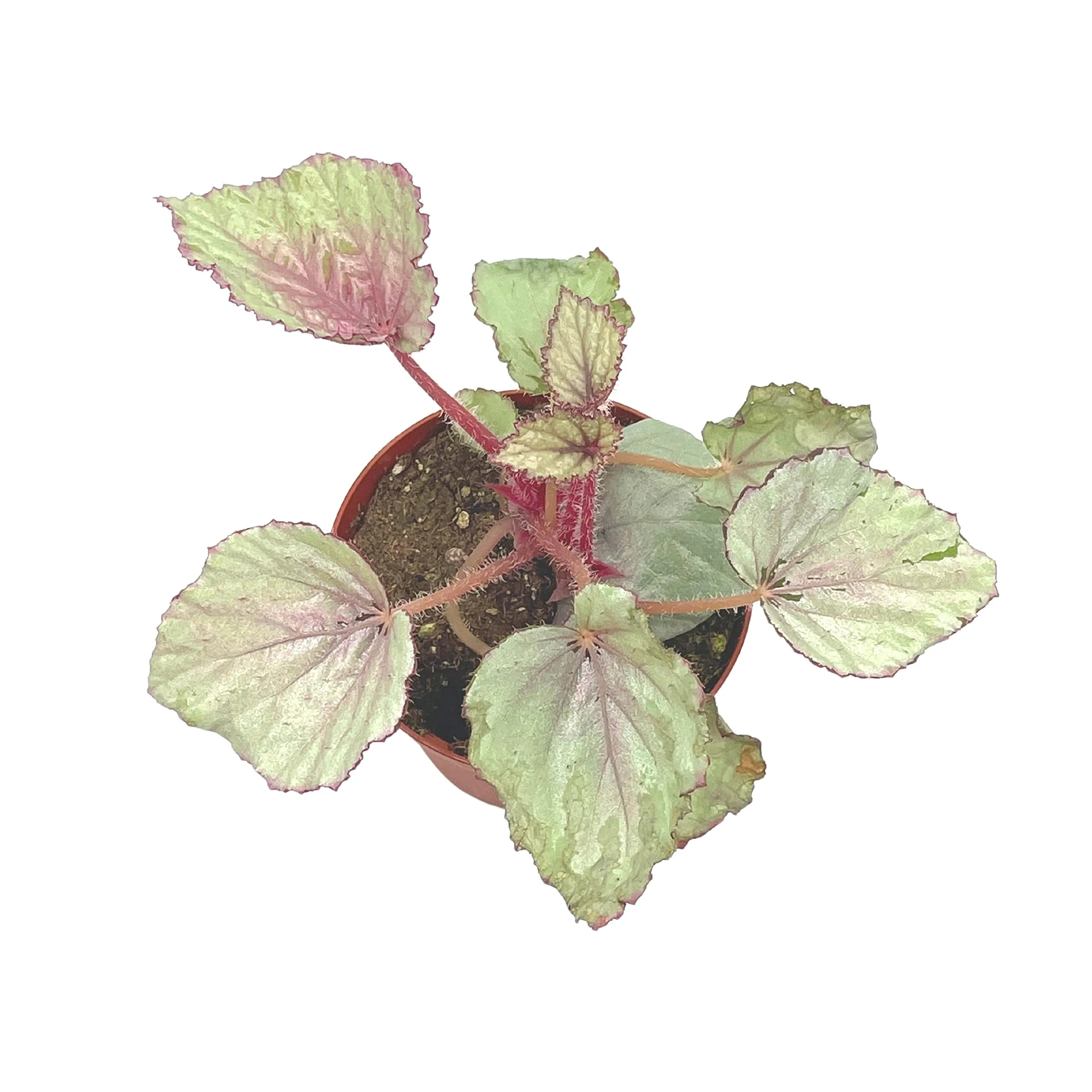 Harmony's Pink Satin Begonia Rex, 4 inch Painted-Leaf Winter Cold Begonia, Unique Homegrown Exclusive, Variegated