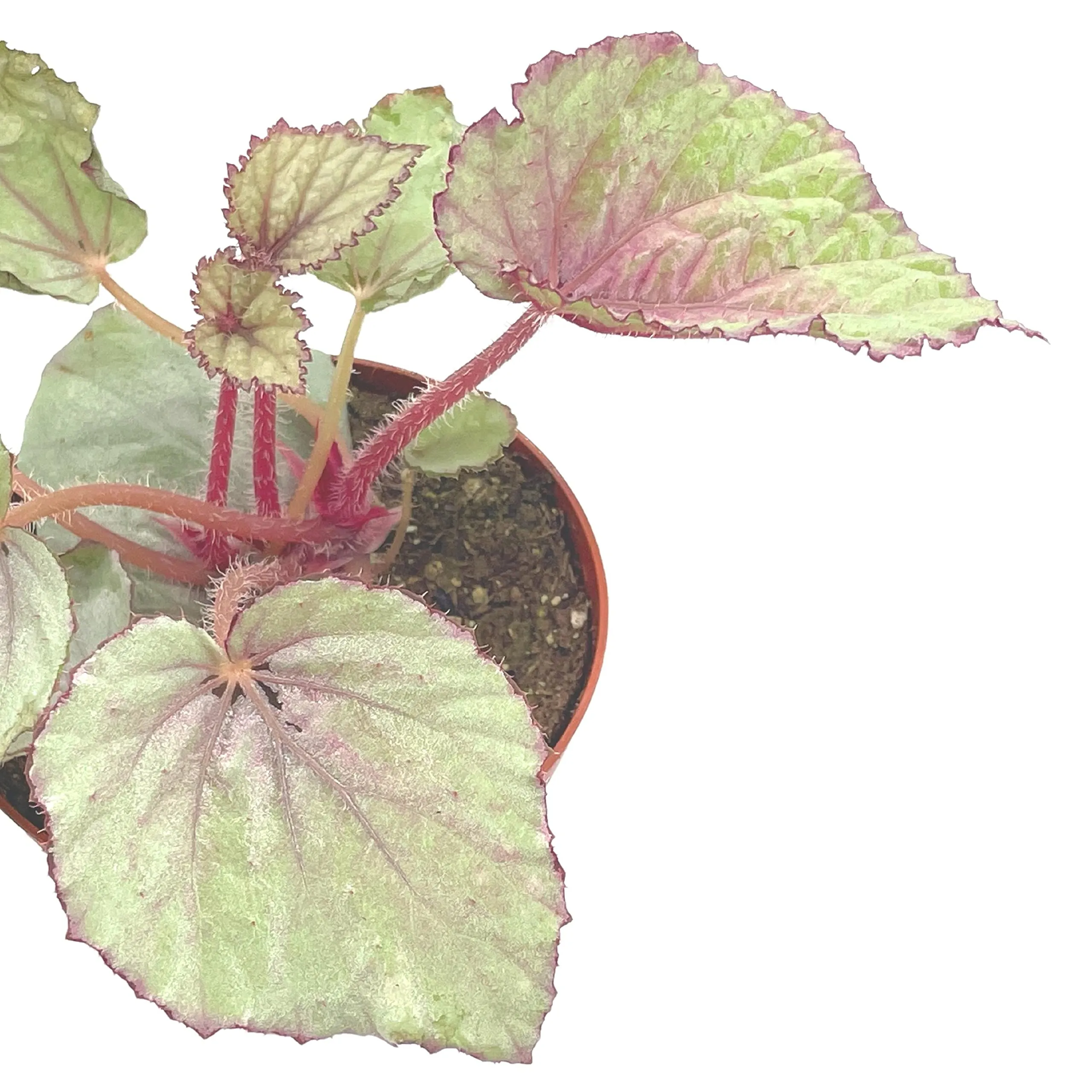 Harmony's Pink Satin Begonia Rex, 4 inch Painted-Leaf Winter Cold Begonia, Unique Homegrown Exclusive, Variegated