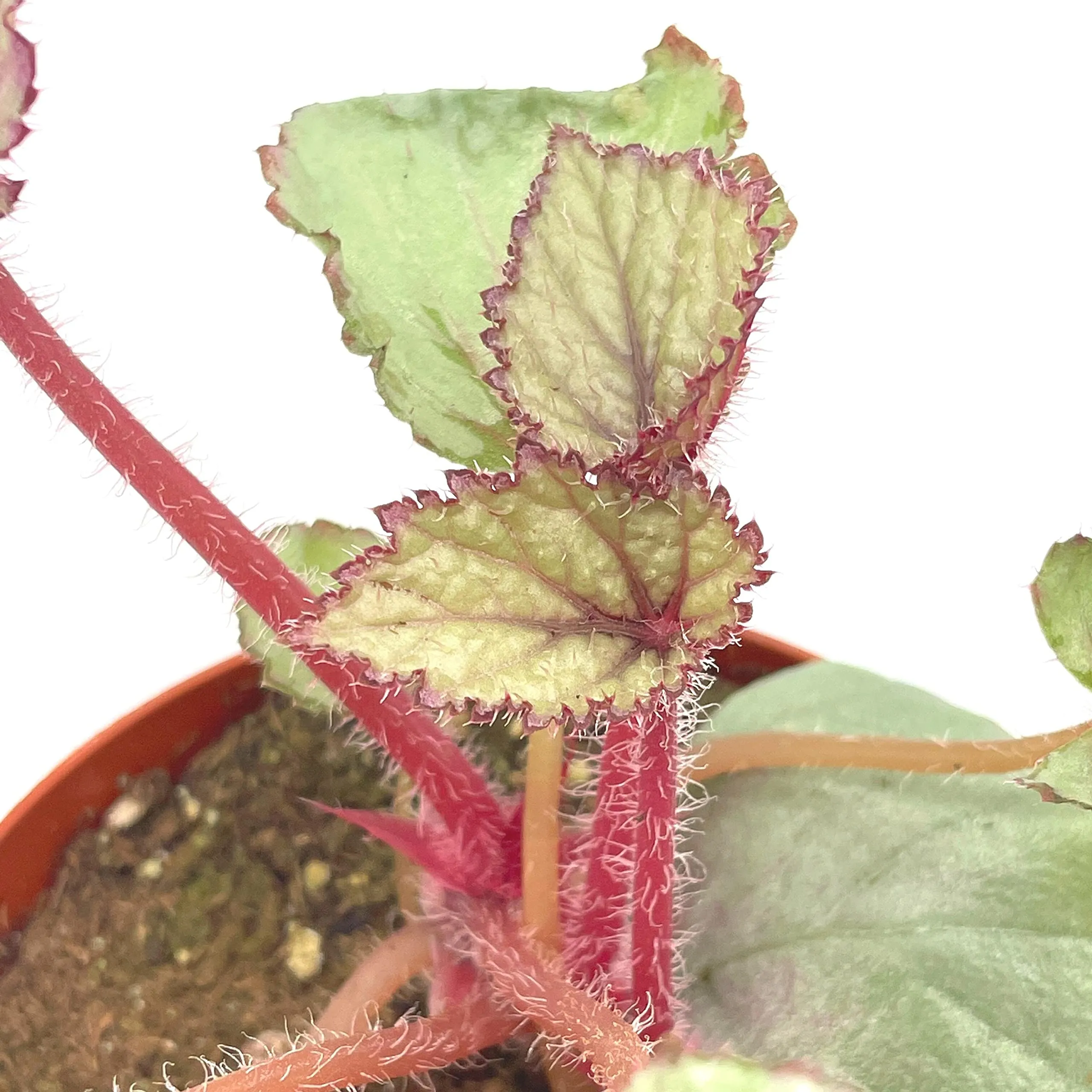 Harmony's Pink Satin Begonia Rex, 4 inch Painted-Leaf Winter Cold Begonia, Unique Homegrown Exclusive, Variegated