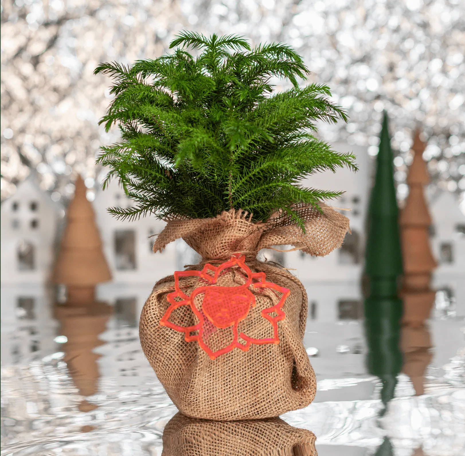 Norfolk Island Pine