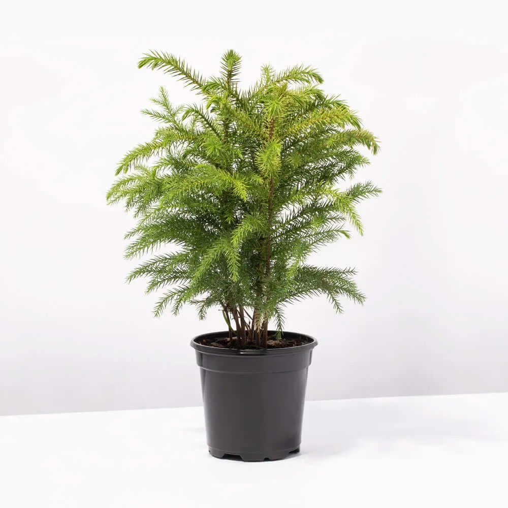 Norfolk Island Pine