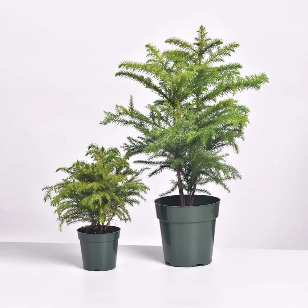 Norfolk Island Pine