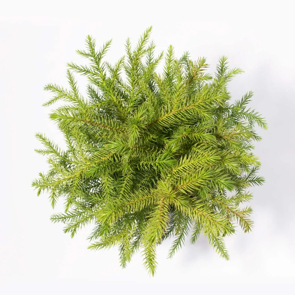 Norfolk Island Pine