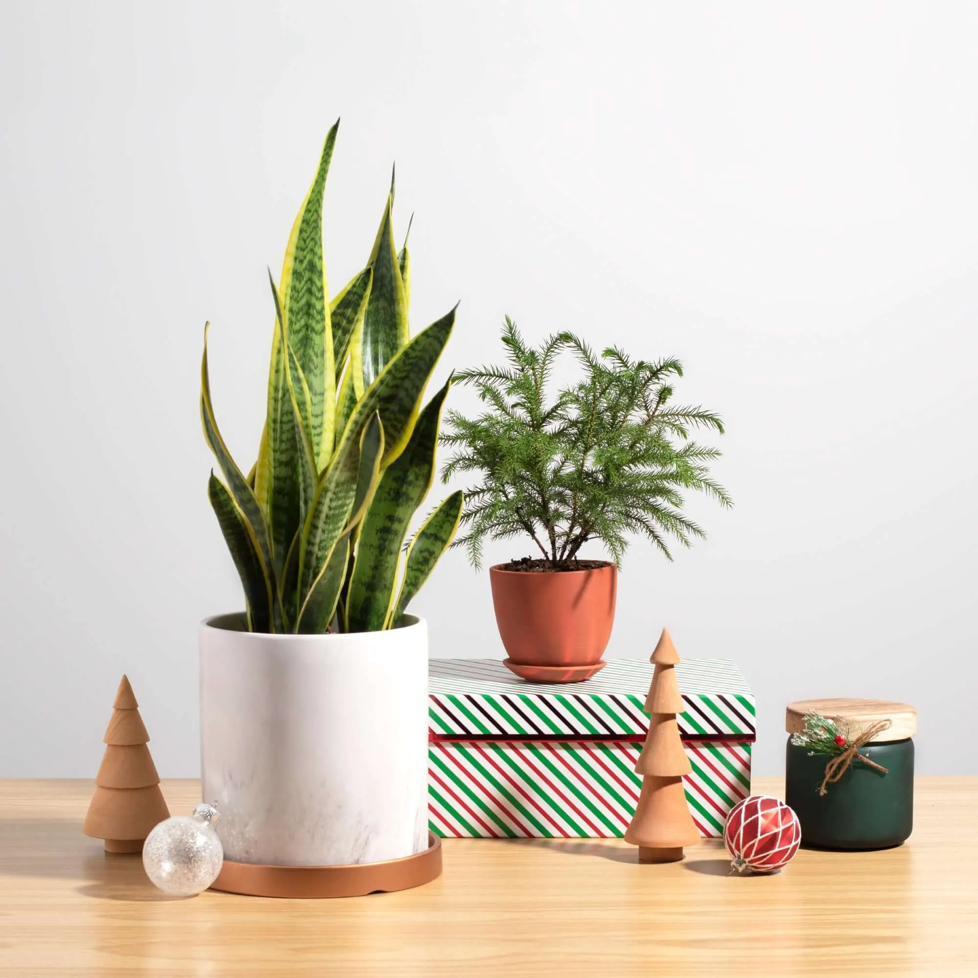 Norfolk Island Pine