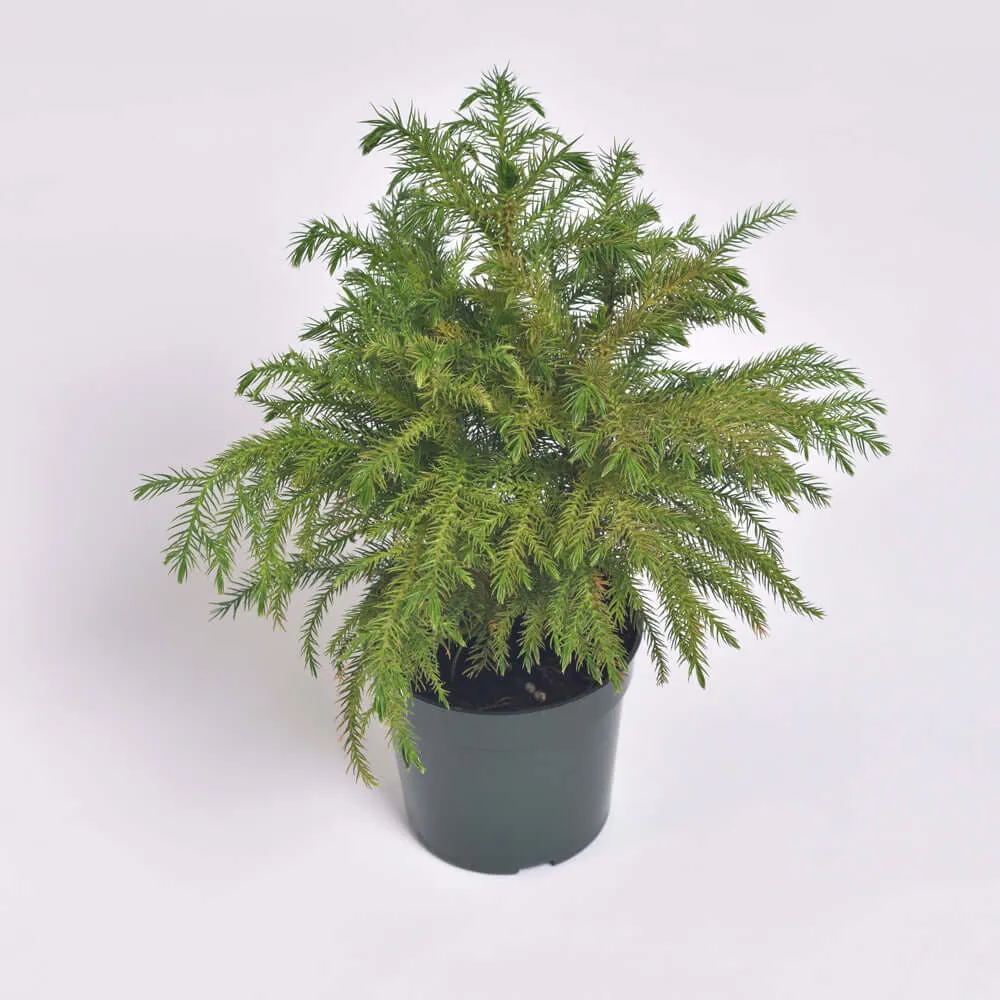 Norfolk Island Pine