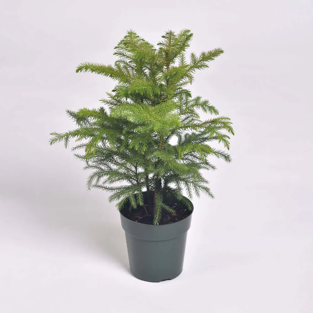 Norfolk Island Pine