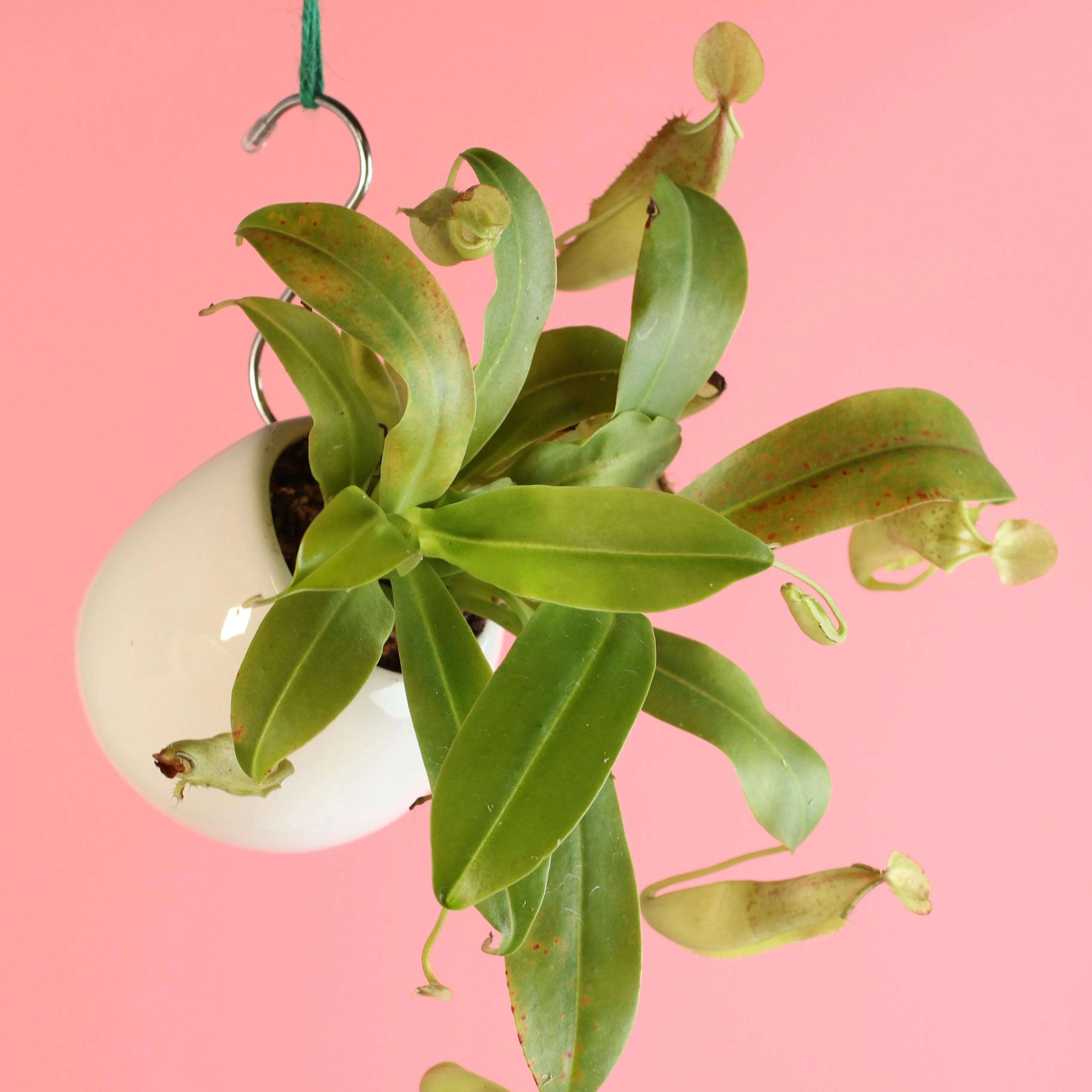 Tropical Pitcher Nepenthes Sanguinea Carnivorous