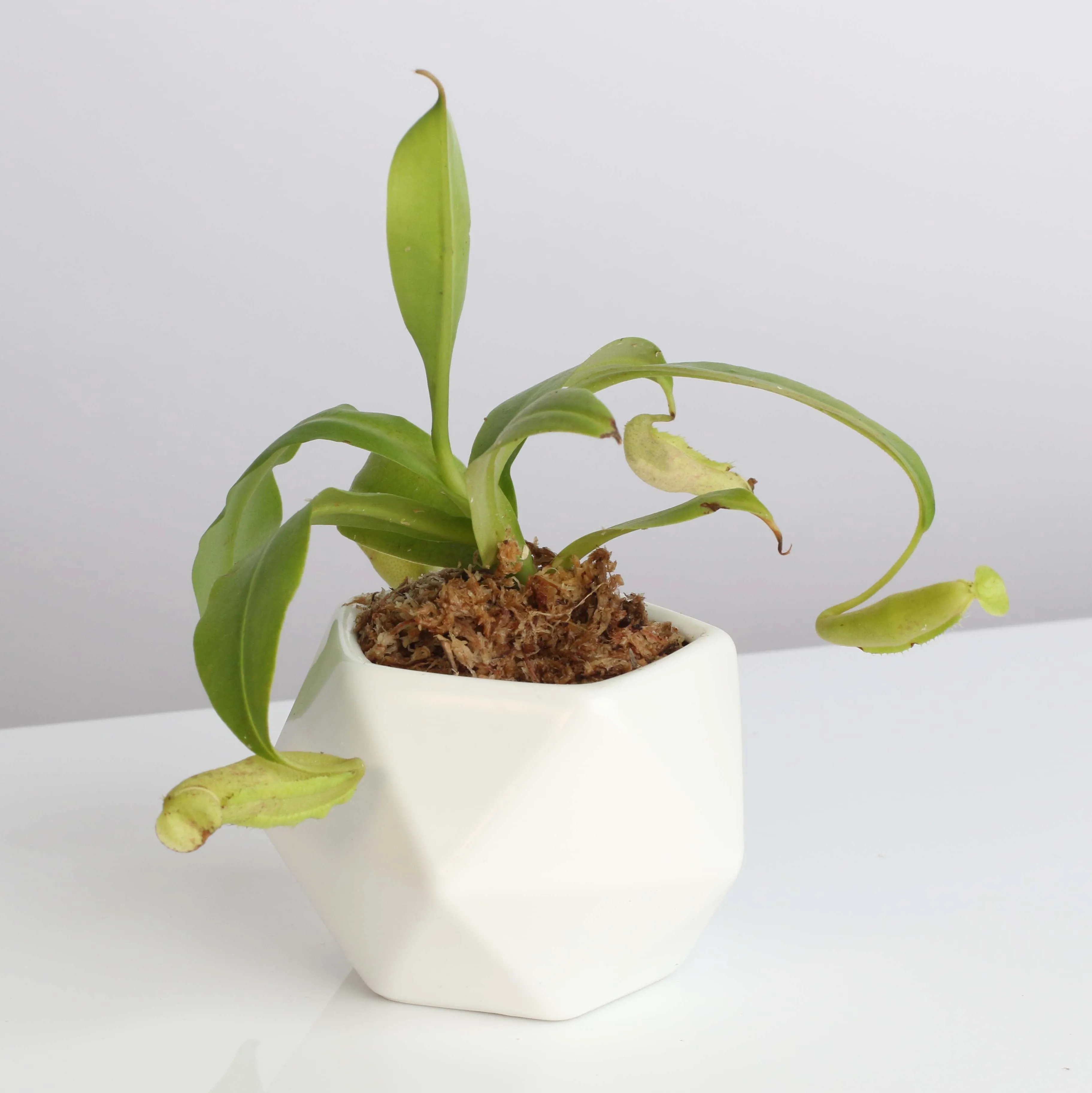 Tropical Pitcher Nepenthes Sanguinea Carnivorous