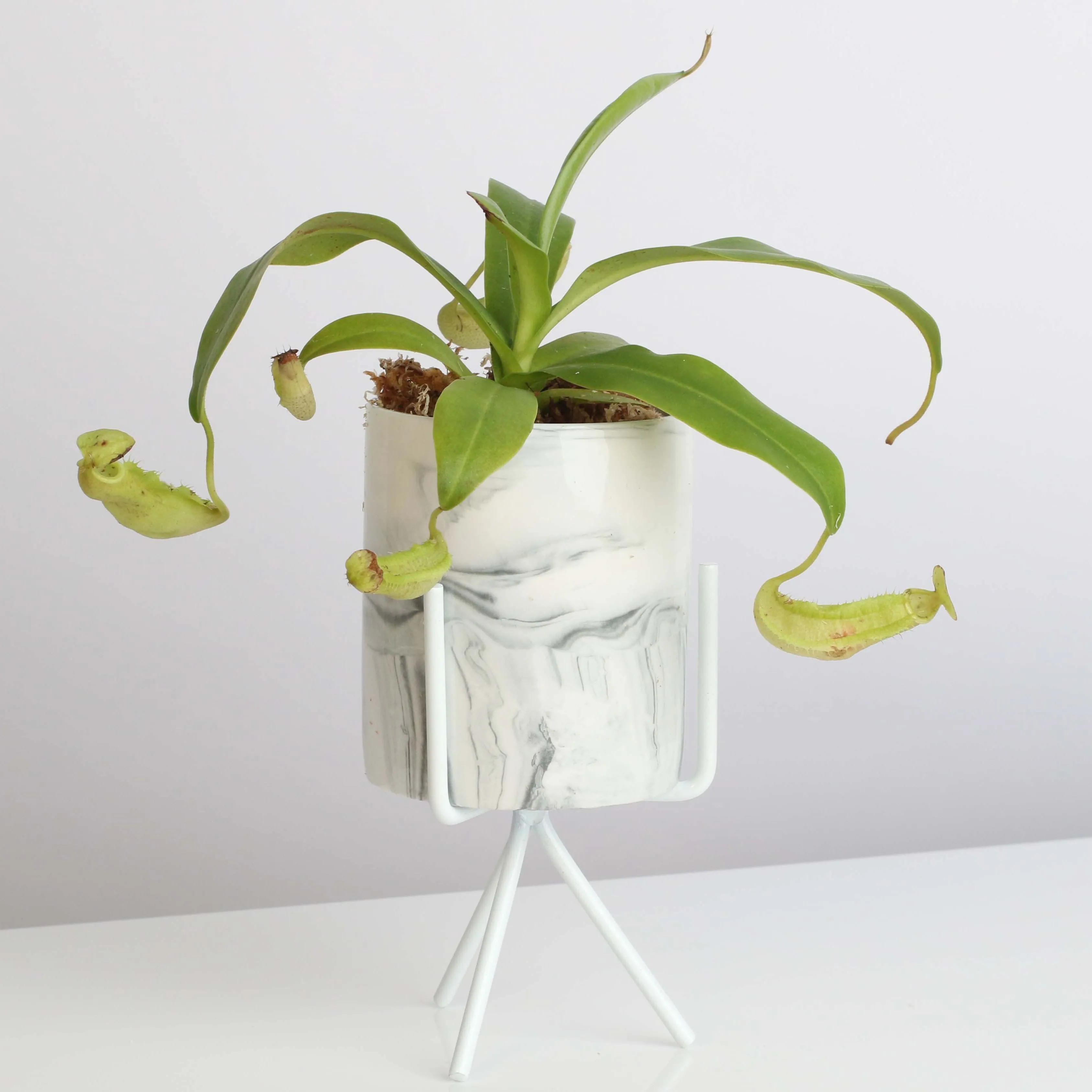 Tropical Pitcher Nepenthes Sanguinea Carnivorous