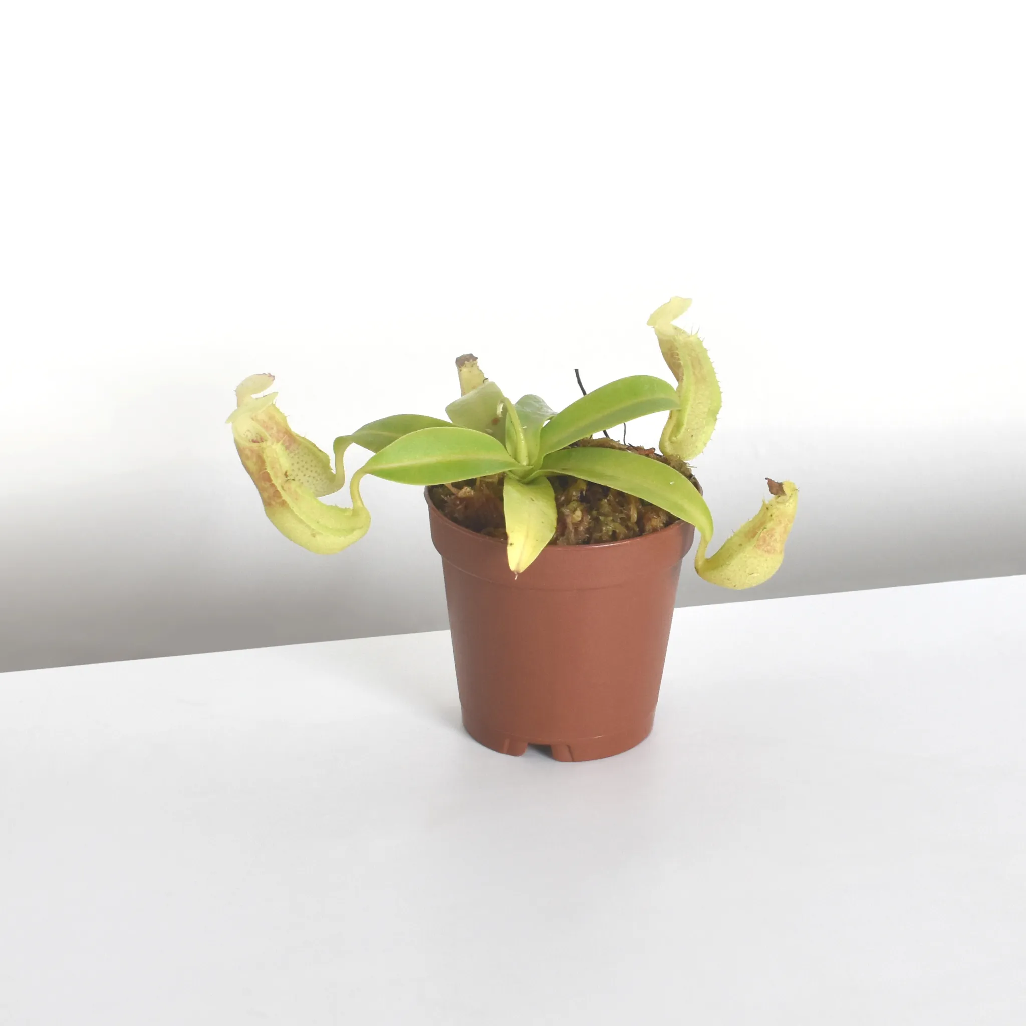 Tropical Pitcher Nepenthes Sanguinea Carnivorous