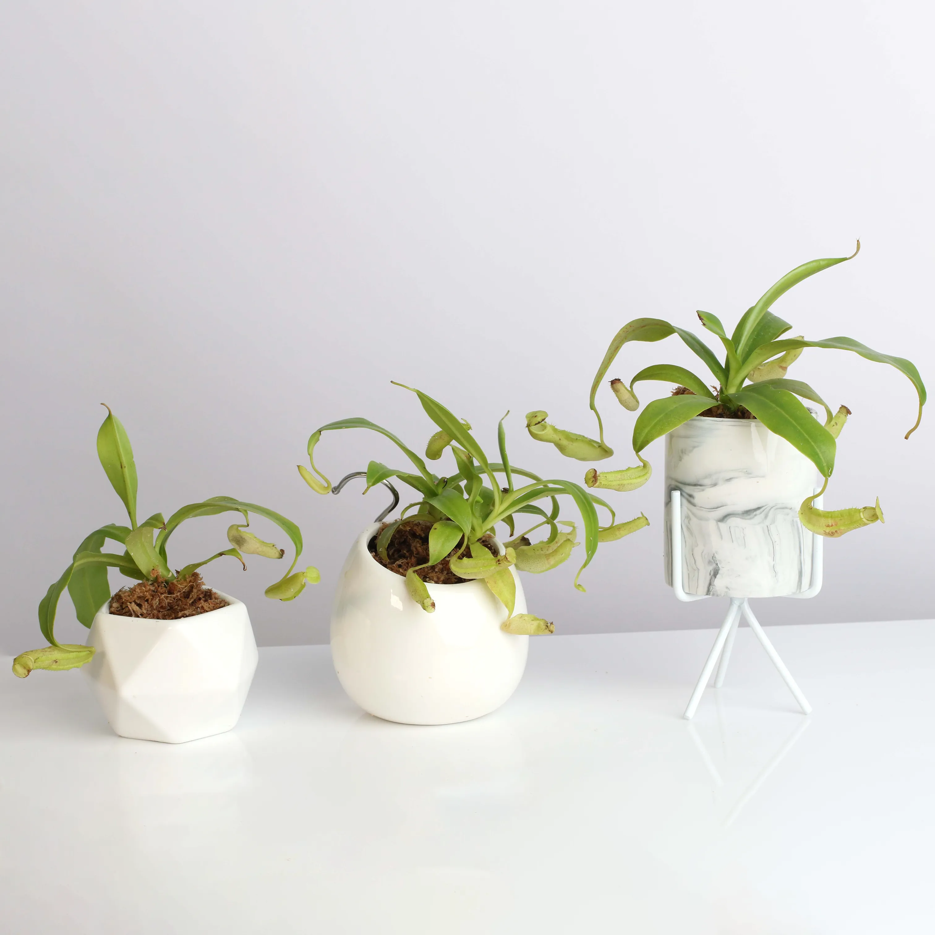 Tropical Pitcher Nepenthes Sanguinea Carnivorous